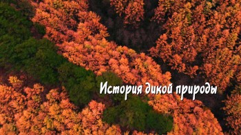 История дикой природы