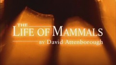 BBC Жизнь млекопитающих