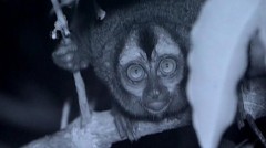 После заката Мир ночной природы