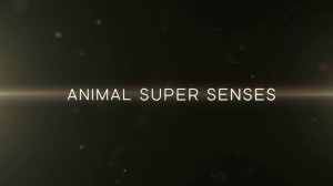 Уникальные способности животных