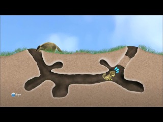 Мир живой природы VI (Чудеса природы) 11. Перехитрить волка. Койот: Северная Америка