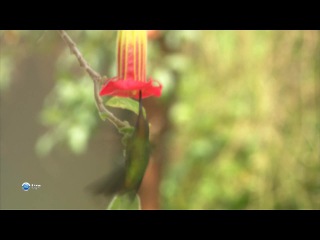 Мир живой природы VI (Чудеса природы) 13. Пикирующий бомбардировщик. Бурый пеликан: Америка