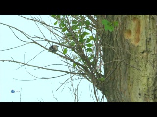 Мир живой природы VI (Чудеса природы) 9. Подражая врагам. Вертишейка из Японии