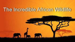Удивительная природа Африки 3 Чемпионы саванны