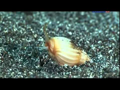 Тайный мир моллюсков / The Secret World Of Mollusks (2013)