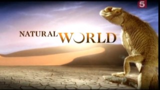 BBC Мир природы. Мир гепардов / The Natural World. Cheetahs in a hot spot