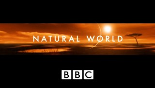 BBC Мир природы. На краю Эдема: жизнь рядом с гризли Часть 1 / The Natural World. The Edge of Eden. Living with the Grizzlies