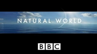 BBC Мир природы. На краю Эдема: жизнь рядом с гризли Часть 2 / The Natural World. The Edge of Eden. Living with the Grizzlies