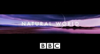 BBC Мир природы. Вездесущие кенгуру / The Natural World