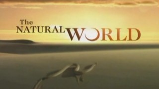 BBC Мир Природы. Загадка гладких китов / The Natural World.