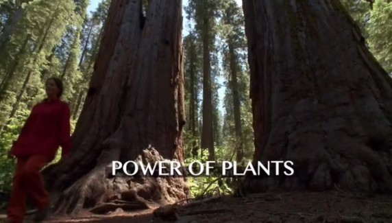 Растения под микроскопом / Invisible Nature 03. Сила растений (2012)