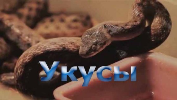 Безопасность: Укусы (2016)