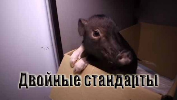 Двойные стандарты. Мясоеды против вегетарианцев (2016)