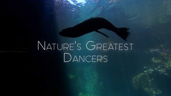 Танцы дикой природы 2 серия. Танец жизни / Nature's Greatest Dancers (2015)