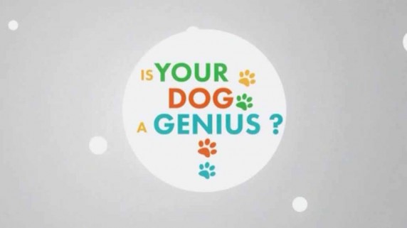 Насколько умна Ваша собака? 2 серия. Собачий ум / Your dog genius? (2014)