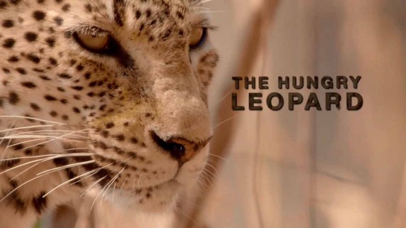 Африканские охотники 1 серия. Голодный леопард / Africa's Hunters (2017)
