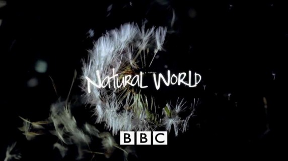 Мир природы. Королева снежных обезьян / Natural World: Snow Monkeys of Japan (2009)