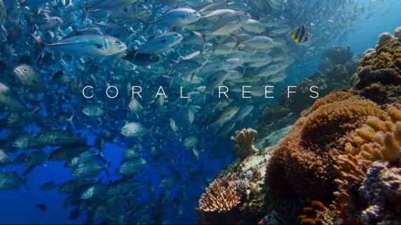 Голубая планета 2: 3 серия. Коралловые Рифы / Blue Planet II (2017)