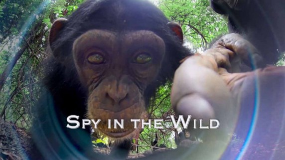 Шпионы в дикой природе 2 серия. Ум / Spy in the Wild (2017)