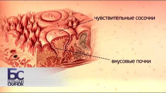 Анатомия вкуса. Большой скачок (2013)