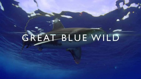 Великие океаны: 15 серия. Городские пингвины / Great Blue Wild (2015)