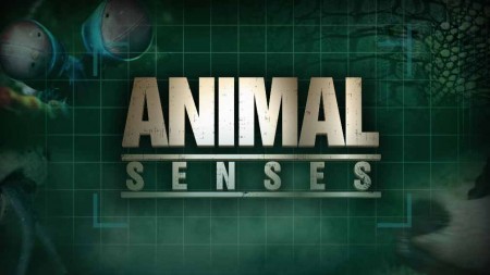 Чувства животных 1 серия. Обоняние / Animal Senses (2017)