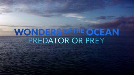 Чудеса океана 2 серия. Хищник или жертва / Wonders of The Ocean (2019)