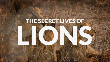 Тайная жизнь больших кошек 4 серия. Львы / The Secret Lives Of Big Cats (2019)