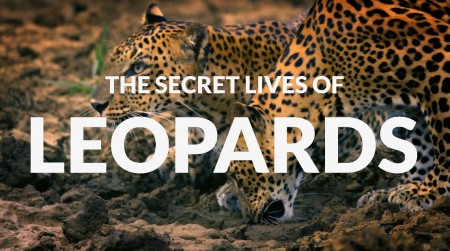 Тайная жизнь больших кошек 5 серия. Леопарды / The Secret Lives Of Big Cats (2019)