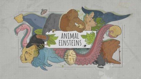 Эйнштейны от природы 2 серия. Мастера общения / Animal Einsteins (2021)