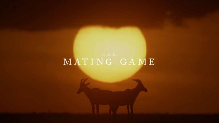 Брачная Игра 1 серия. Луга: на виду / The Mating Game (2021)