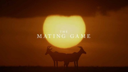 Брачная Игра 5 серия. Вопреки всему / The Mating Game (2021)