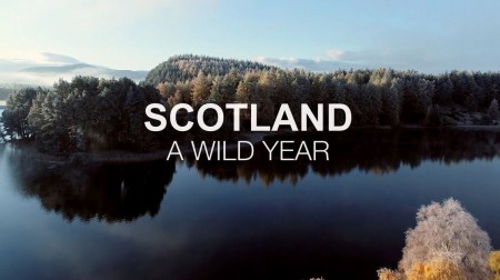 Шотландия: дикий год 4 серия. Зима / Scotland: A Wild Year (2021)