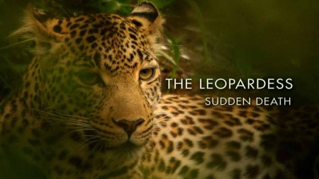 Королева леопардов 1 серия. Внезапная смерть / The Leopardess (2020)