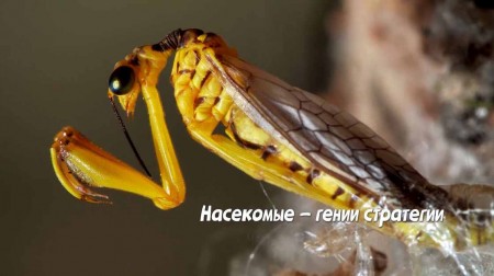 Насекомые — гении стратегии 2 серия. Игра в прятки / Insects, Geniuses Strategy (2021)