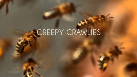 Пугающие артроподы 1 серия. Поиски пропитания / Creepy Crawlies (2021)