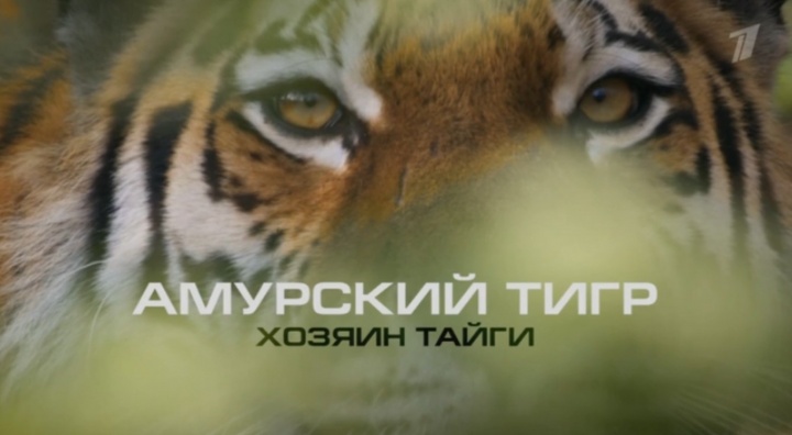 Хозяин тайги Ко Дню амурского тигра на Дальнем Востоке 28.09.2025