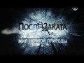 BBC После заката  Мир ночной природы  2 серия (2012)