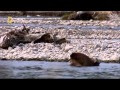 Бобровая плотина / Dam Beavers (2009)