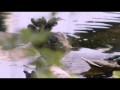 Необычный документальный фильм про уток / An Original DUCKumentary (2012)