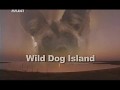Остров диких собак