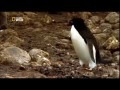 Запреты мира животных. Секс по дружбе  National Geographic