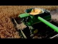Интересно Обо Всем Кукуруза