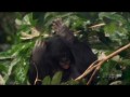 BBC: Умные обезьяны   (Clever Monkeys)
