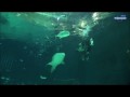 В подводном царстве 5 Китовая акулы нежные гиганты