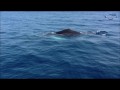 В подводном царстве 8 Горбатые киты