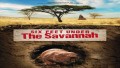 Подземный мир Саванны / Six Feet under the Savannah (2012)