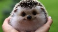Год из жизни ежа / The Year of the Hedgehog (2009) HD
