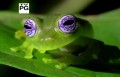 Удивительные лягушки / PBS: Nature – Fabulous Frogs (2014) HD