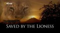 Спасённый львицей / Saved by the lioness (2011)